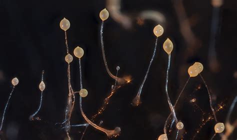  Dictyostelium discoideum: 젤리 같은 무리! 그들의 아름다운 다발 형성은 진화의 신비를 드러냅니다!