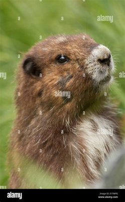  Vancouver Island Marmot -  An Unexpectedly Social Rodent With A Striking Mark On Its Fur!