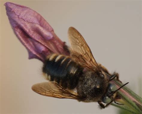  Xylocopa! 흥미로운 나무벌들의 생태와 활동 방식을 자세히 알아보자