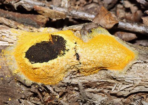  Fuligo Septica: The Slime Mold That Crawls Like a Living Carpet!