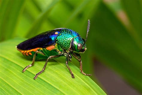  Jump into the World of Jewel Beetles: Exploring Their Dazzling Colors and Intriguing Defense Mechanisms!