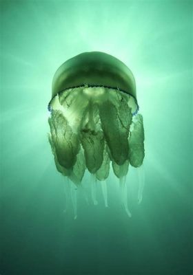   réseau  Rhizostoma pulmo: A Jellyfish That Looks Like It Could Take You for a Ride!