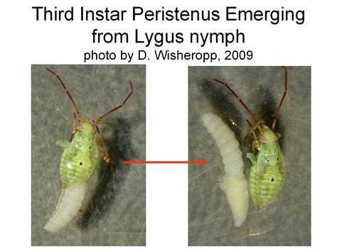  Quingyangia: A Bloodthirsty Parasite Lurking in the Shadows!  A fascinating yet disturbing inhabitant of freshwater environments, Quingyangia possesses an intriguing lifecycle intertwined with the fates of various crustaceans and fish.