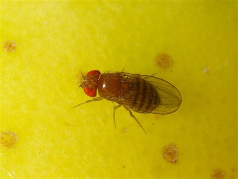   Vinegar Fly! A Tiny Buzzing Wonder With Exquisite Palates for Decay